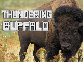 Thundering Buffalo