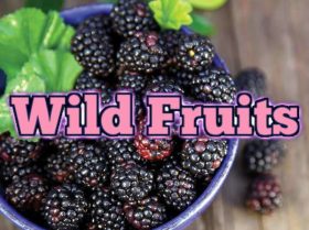 Wild Fruits