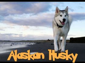 Alaskan Husky