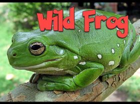 Wild Frog