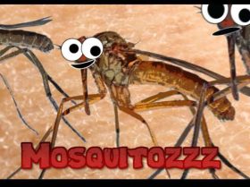 Mosquitozzz