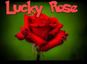 Lucky Rose